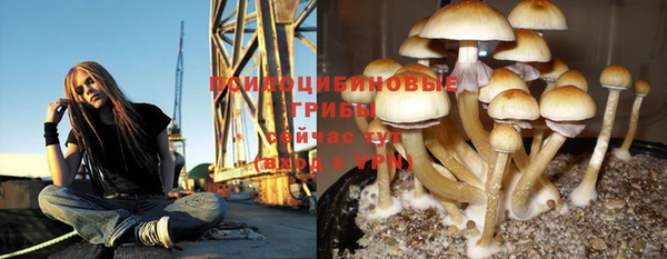 стаф Аркадак